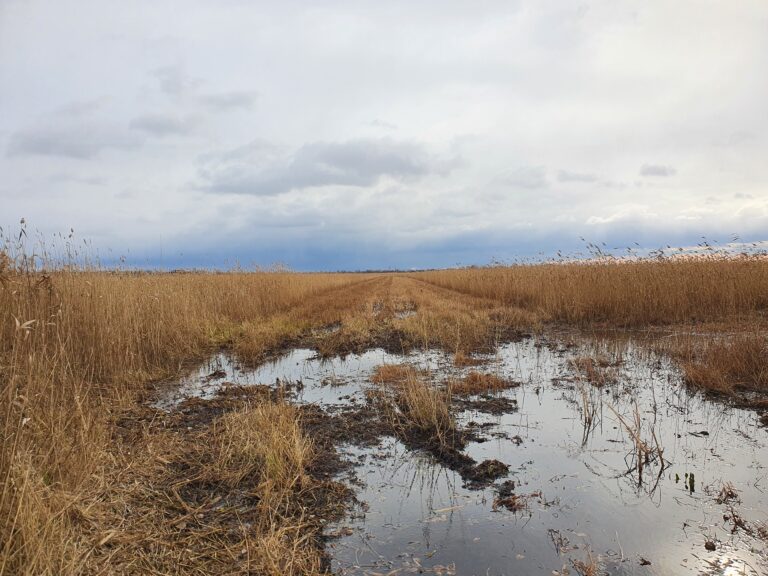 Neusiedlersee Schilf Wasser Verbrauch