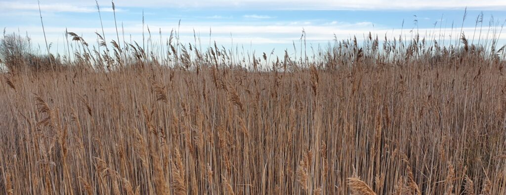 Schilf Neusiedlersee